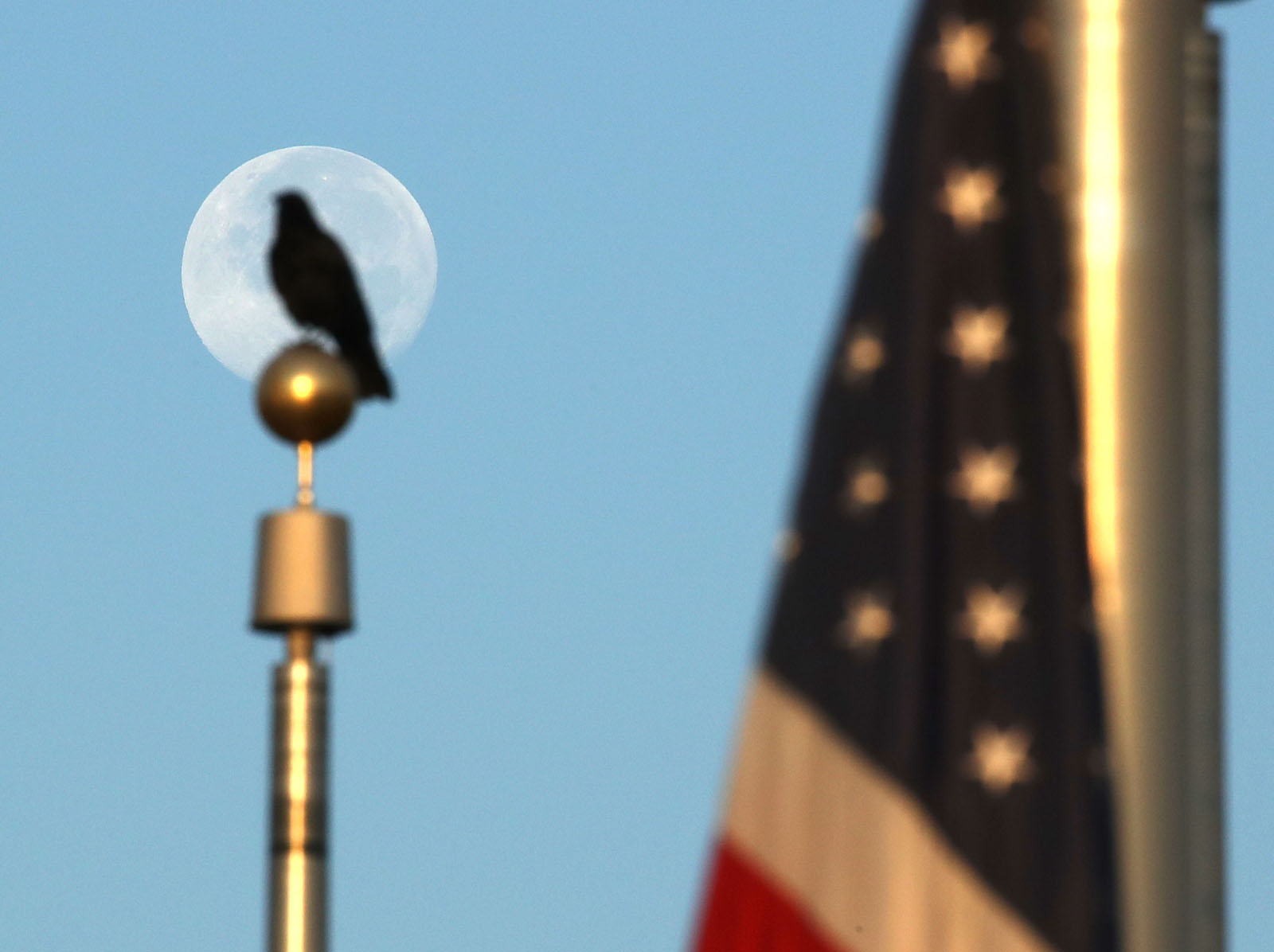 WASHINGTON, DC - JULY 21: A bird sits on a flag pole in front of a full moon through the grounds of the Washington Monument where the flags are at half staff, on July 21, 2016 in Washington, DC. Washington area temperatures are forecasted to reach the upper 90s for the next few days. (Photo by Mark Wilson/Getty Images)
