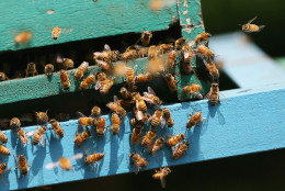 Garden editor Mike McGrath explains how to differentiate between the honeybee (shown) and the more troublesome yellow jacket. (Getty Images/Dimas Ardian)