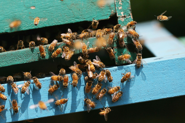 Yellow Jackets And Honeybees Whats The Difference Wtop 