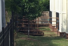 The bulls ran to a nearby apartment complex, grazing on a patch of grass next to residences. (WTOP/Dennis Foley)
