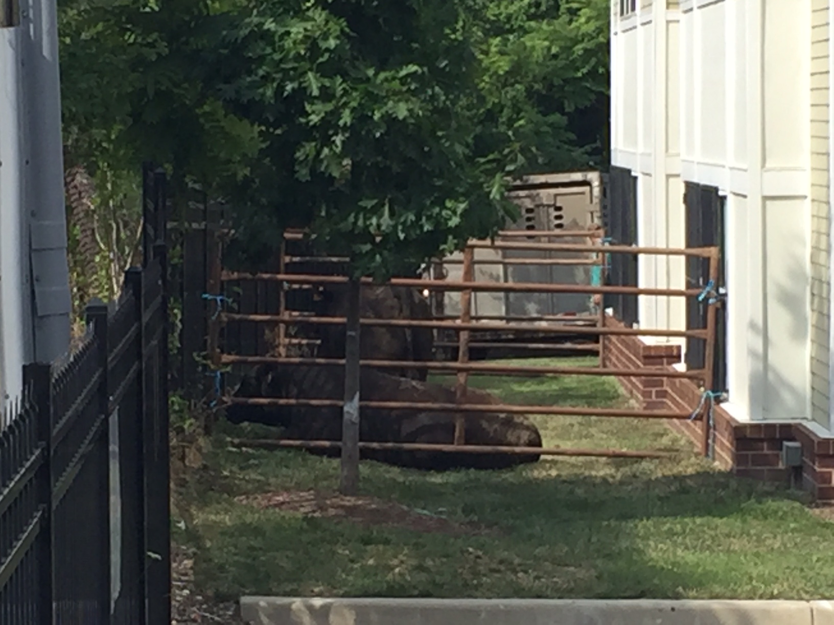 The bulls ran to a nearby apartment complex, grazing on a patch of grass next to residences. (WTOP/Dennis Foley)