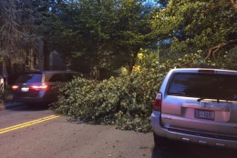 Lanes were blocked on Constitution Avenue after trees had fallen from the July 19, 2016 storm. (WTOP/Mitchell Miller)