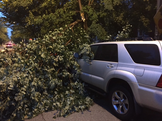 More trees are down on Constitution Avenue near 11th Street Northeast after the July 19, 2016 storm. (WTOP/Mitchell Miller)