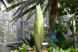 Pictured July 24, the plant is 54 inches. It grew 20 inches in less than a week. On July 18, it was just 34 inches tall. (Courtesy U.S. Botanic Gardens)