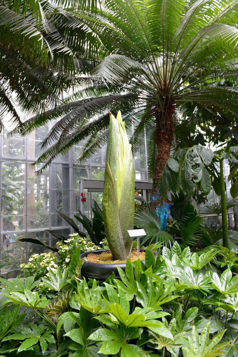 Pictured July 24, the plant is 54 inches. It grew 20 inches in less than a week. On July 18, it was just 34 inches tall. (Courtesy U.S. Botanic Gardens)