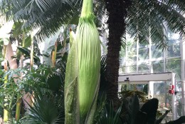 Pictured July 25, the plant measured 61 inches, which is tall for a bloom on a plant only 6 years old. (Courtesy U.S. Botanic Gardens)
