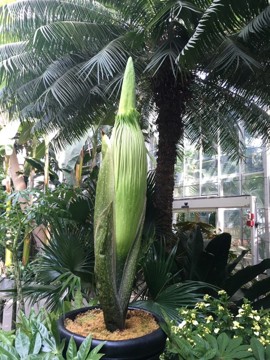 Pictured July 25, the plant measured 61 inches, which is tall for a bloom on a plant only 6 years old. (Courtesy U.S. Botanic Gardens)