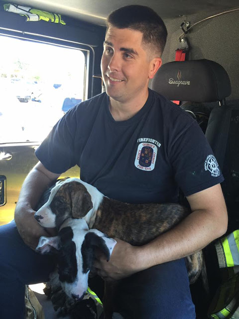 A Prince George’s County Fire & EMS spokesman says the dogs seemed to enjoy their ride on the fire truck. (Courtesy Prince George’s County Fire & EMS)