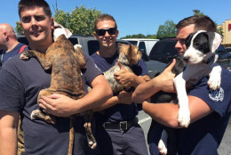 Prince George’s County firefighters give three dogs a ride home after determining the owner was unable to walk them home, according to a Prince George’s County fire department spokesman. (Courtesy Prince George’s County Fire & EMS)