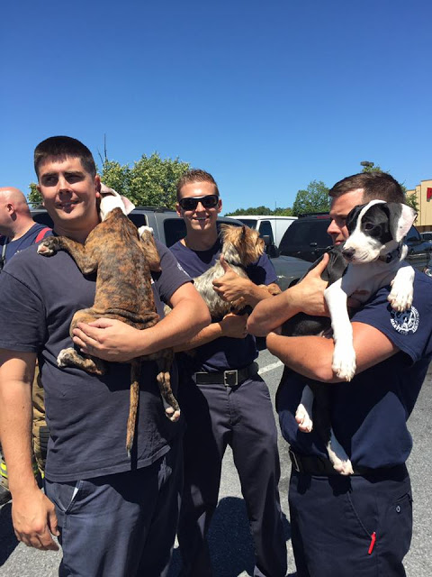 Prince George’s County firefighters give three dogs a ride home after determining the owner was unable to walk them home, according to a Prince George’s County fire department spokesman. (Courtesy Prince George’s County Fire & EMS)