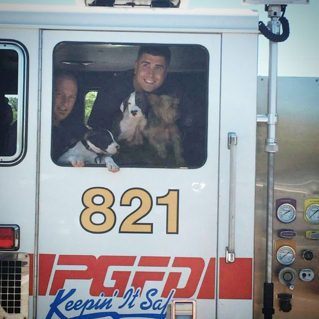 Photo of dogs in a firetruck