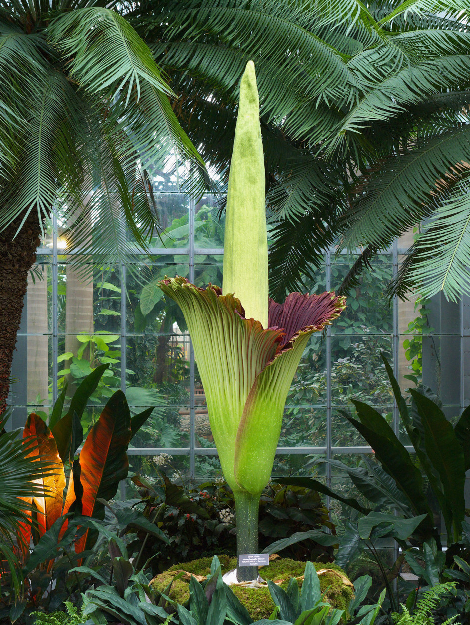 Corpse flowers don't bloom annually. This one at the U.S. Botanic Garden happened in 2013. (Courtesy U.S. Botanic Gardens)