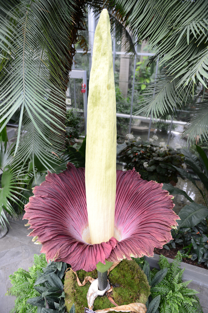 This is an overhead view of the 2013 peak bloom. In the wild, the corpse flower can reach 12 feet tall. (Courtesy U.S. Botanic Gardens)