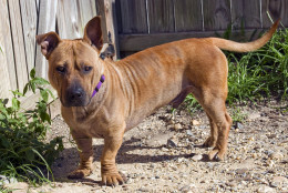 This 1-year-old dog has the low-slung body of a corgi or Basset hound, the wrinkled skin of a Shar Pei and a face all his own. (Courtesy Washington Humane Society/Washington Animal Rescue League)