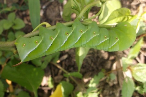 Caring for your lawn in heat wave, hornworm hunting