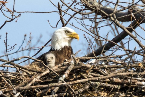 Bald eagle nest alters construction plans in Manassas