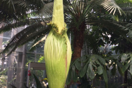 The Corpse Flower  stands pre-bloom Sunday afternoon. (WTOP/Dick Uliano)
