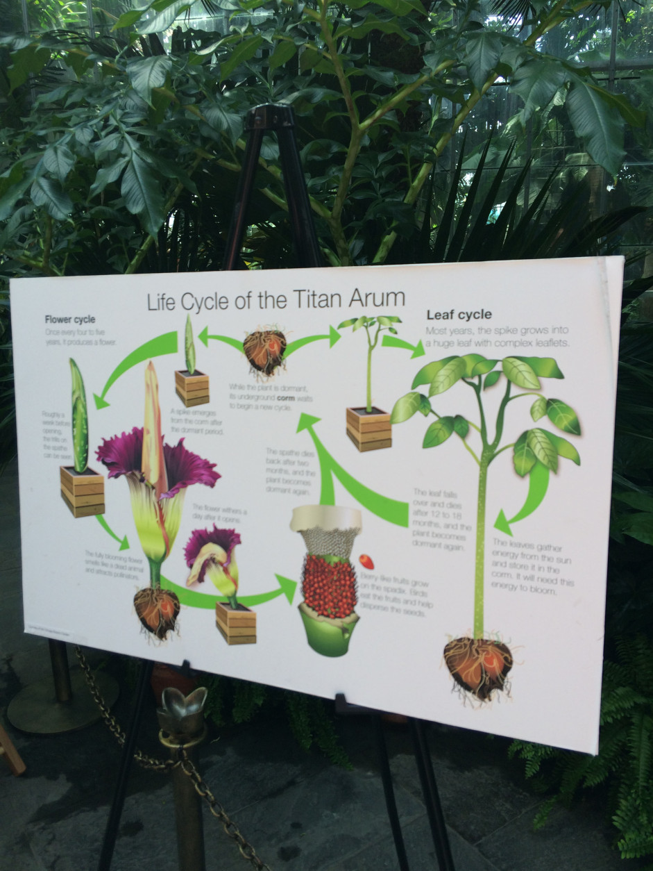 The life-cycle of the Corpse Flower, which is set to bloom Sunday night. (WTOP/Dick Uliano)