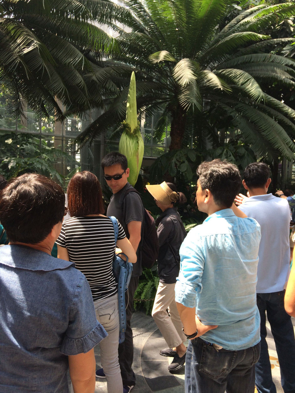 People gather at the Botanical Garden ready to get a whiff of the awful stench that will come as the Corpse Flower blooms. (WTOP/Dick Uliano)