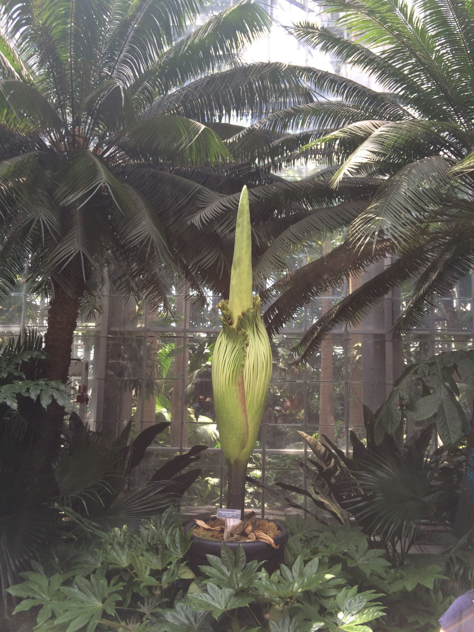 The Corpse Flower will bloom for between 24 and 48 hours.. (WTOP/Dick Uliano)