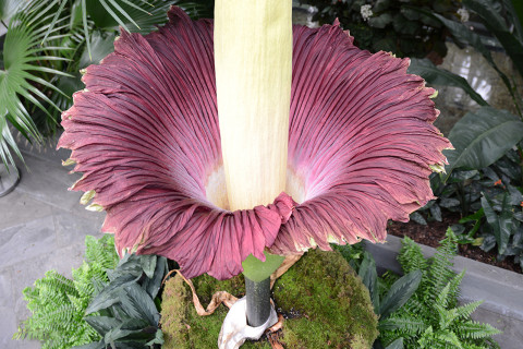 ‘Unprecedented’ — 3 corpse flowers to bloom in DC