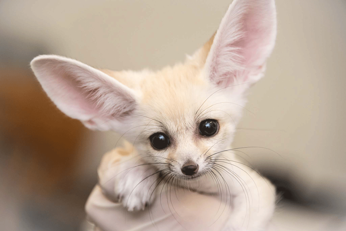 The fennec fox is the smallest fox in the world, weighing 2 to 3 pounds and the length is its body ranging from 9 to 16 inches. They have thick fur which keeps them warm during frigid cold nights in the desert as well as protects them from the heat of the day. (Courtesy of National Zoo)