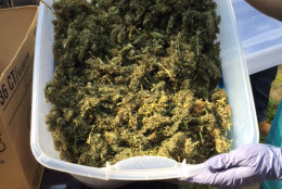 This 11.44 pounds of marijuana is ready for packaging and distribution, police said. (Courtesy Anne Arundel County Police Department)