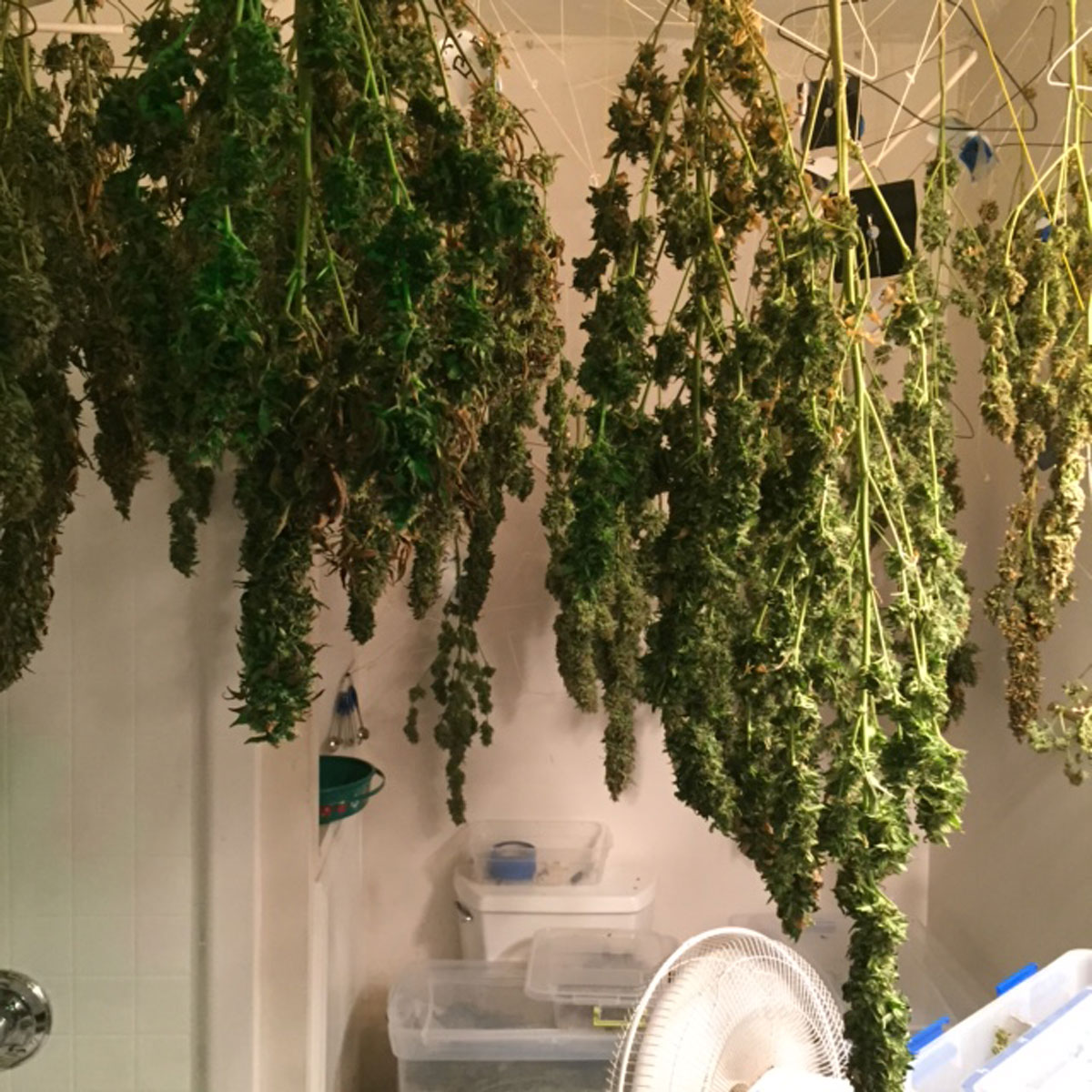 The confiscated marijuana has an estimated street value of $159,880.  (Courtesy Anne Arundel County Police Department) 