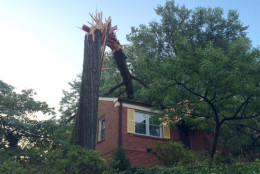 A massive tree snaps in severe July 19, 2016 weather and falls on a Silver Spring home. (WTOP/Nick Iannelli)