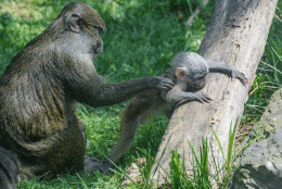 Eight-week-old Allen's swamp monkey Zawadi is on the move. Over the past few weeks, biologist Becky Malinsky has watched the baby—whose name means "gift" in Swahili—become more independent. Zawadi has splashed in the water, sampled mom's food, and she's even hitched a ride on one of the Schmidt's red-tailed monkeys. (Courtesy of National Zoo)