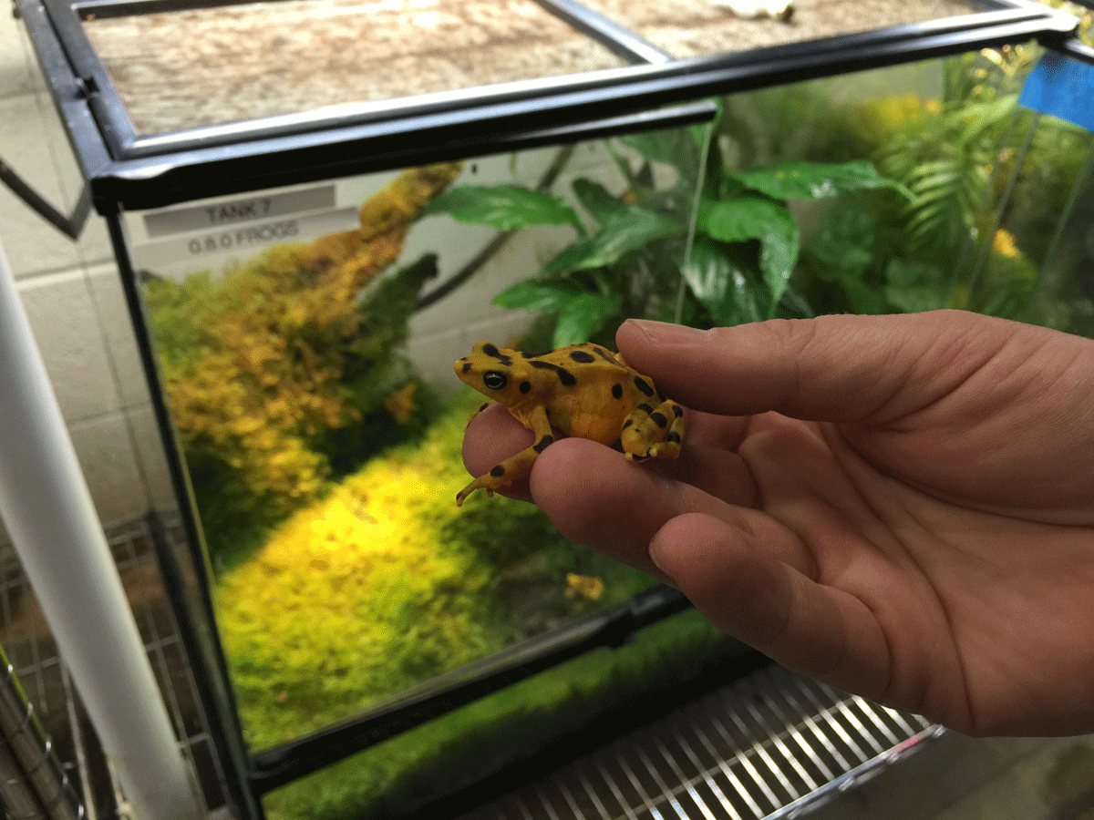 The Panamanian Golden Frog is just one of the endangered amphibians in the Reptile Discovery Center (WTOP/Kristi King)