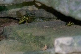 Letter writer Sean McDevitt wrote WTOP's Mike McGrath to ask about these yellow insects in his garden wall. (Courtesy Sean McDevitt)