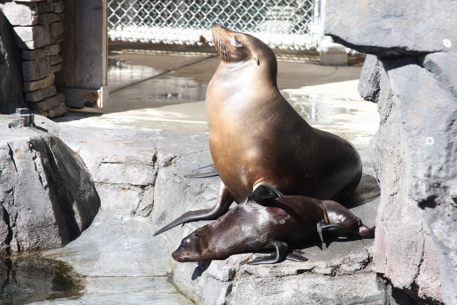 Two-month-old female sea lion Catalina with mother, 11-year-old Calli. (Courtesy Chelsea Grubb, Smithsonian's National Zoo)
