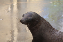 Visitors to the Smithsonian’s National Zoo can view 2-month-old female sea lion Catalina. (Courtesy Chelsea Grubb, Smithsonian's National Zoo)