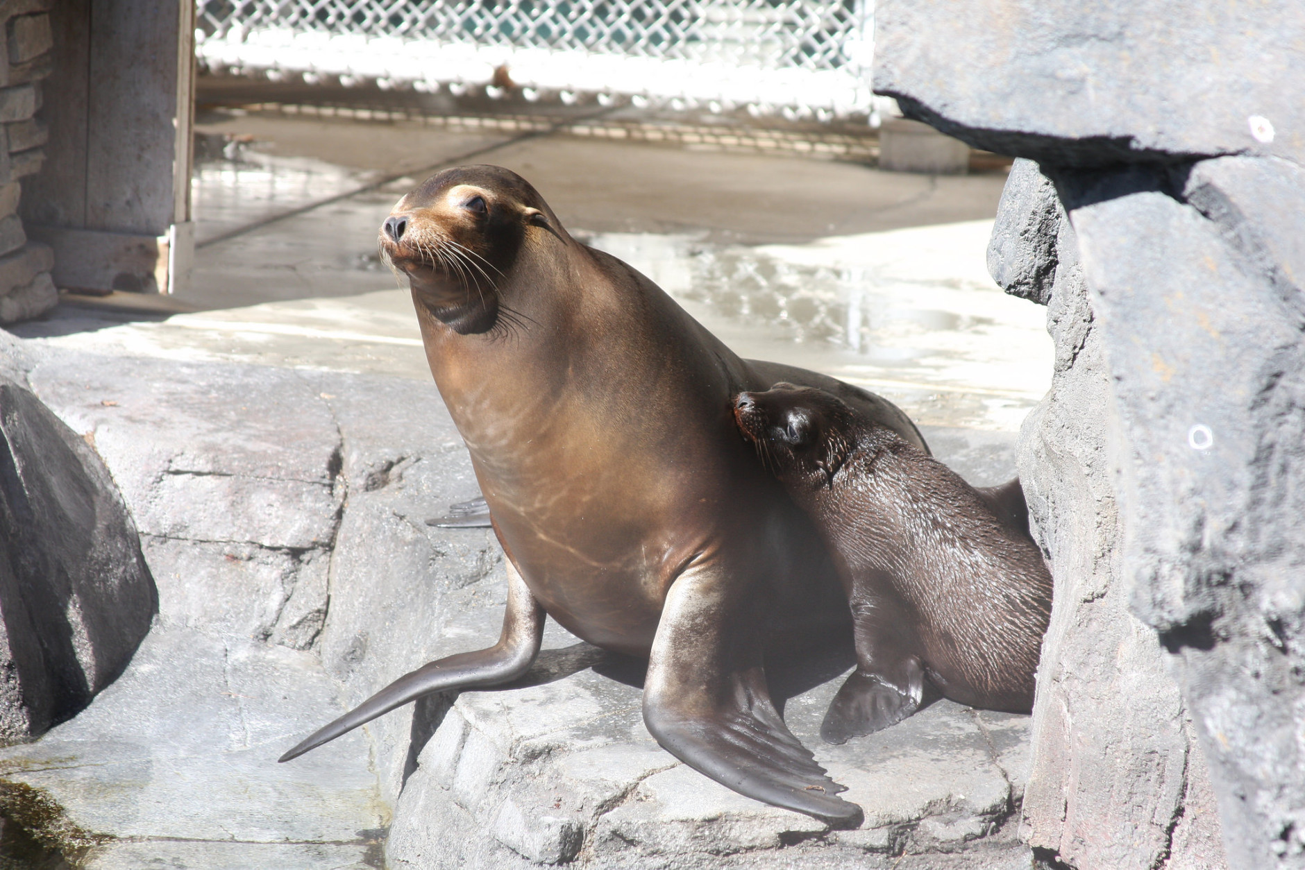 Two-month-old female sea lion Catalina with mother, 11-year-old  Calli. (Courtesy Chelsea Grubb, Smithsonian's National Zoo)