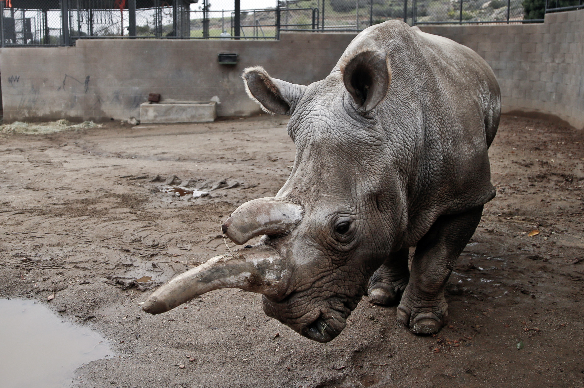 FILE - This Dec. 31, 2014 file photo shows Nola, a northern white rhinoceros, in her enclosure at the San Diego Zoo Safari Park in Escondido, Calif. The Los Angeles Times reports that Zoo officials say Nola, 41, was euthanized early Sunday, Nov. 22, 2015 as she was suffering from a number of old-age ailments, including arthritis, and had also been treated for a recurring abscess on her hip. The rhino had been a draw at the Safari Park since 1986.(AP Photo/Lenny Ignelzi, File)