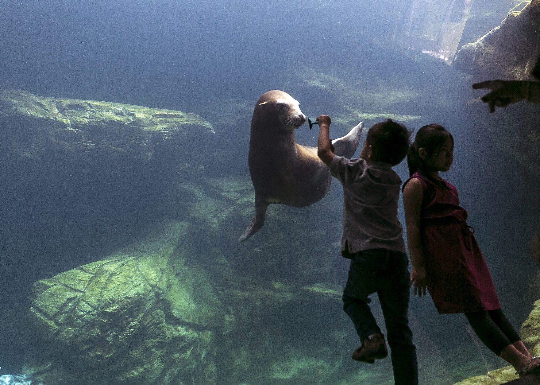Joseph Han, 5, and sister, Mary Han, from San Jose, Calif., explore the 211,000 gallon Seal and Sea Lion Habitat at the Aquarium of the Pacific in Long Beach, Calif., Wednesday, Aug. 14, 2013. (AP Photo/Damian Dovarganes)