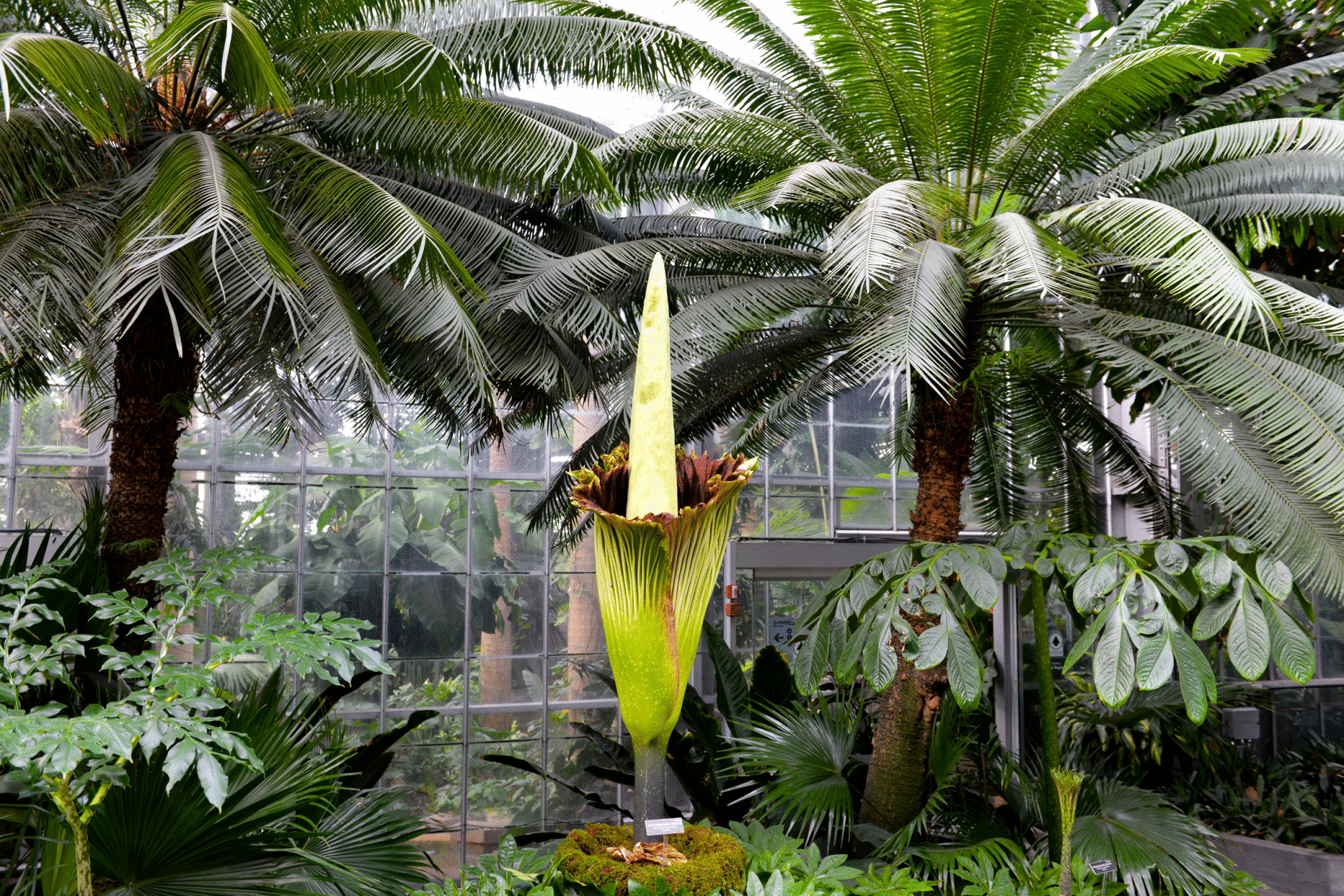The corpse flower at the U.S. Botanic Garden blooms on the morning of Aug. 2, 2016. (Courtesy of the U.S. Botanic Garden)