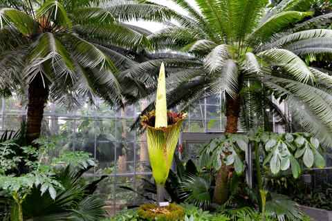 Public eagerly awaits blooming of corpse flower