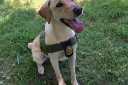 K-9 Beacon says, "National Dog Day." (Courtesy Maryland Natural Resource Police)