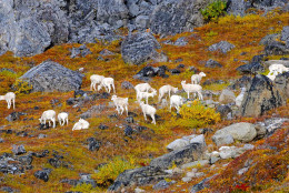 Dall's sheep foraging on lichen in Arctic National Park in Alaska. (Courtesy flickr/Zak Richter, National Park Service)