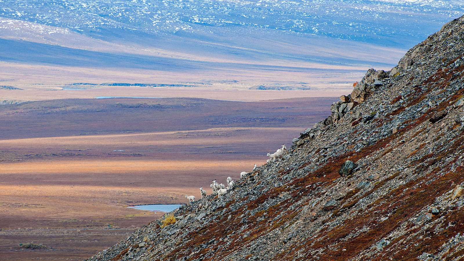Dall's sheep on steep hillside in Arctic National Park and Preserve in Alaska. (Courtesy flickr/Zak Richter, National Park Service)
