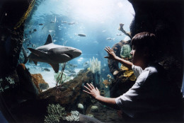 In Final-Day Preparation For Its May 15 Opening, Oceanic Adventures Newport Aquarium Is Adding More Deadly Predators To Its 850,000-Gallon Surrounded By Sharks Exhibit. This 9-Foot Sandbar Is One Of 25 Sharks That Encircle Visitors Walking Through An 85-Foot Underwater Tunnel. The $40 Million Aquarium Includes A Million Gallons Of Water, 11,000 Animals And Five Of The Only Seamless Tunnels In The World. Newport Aquarium Is In Kentucky, Just South Of Cincinnati.  (Photo By Getty Images)