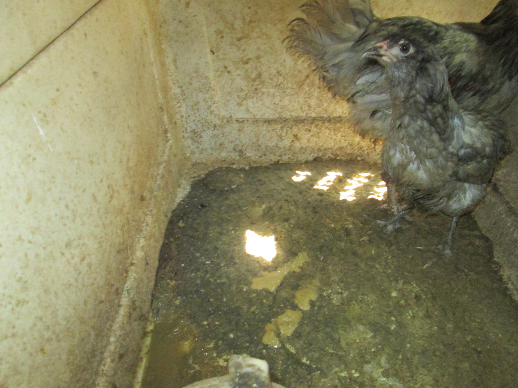 Nine chickens were found in cramped, dirty cages outside the home of Merle and Susan Uskievich, founders of the Alpha Group Animal Rescue. The couple was charged with 10 counts of animal cruelty July 27, 2017. (Montgomery County Animal Services)