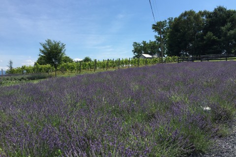 Need to unwind? Relax and visit a lavender farm