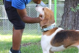 Mille gets a kiss. (Courtesy of Last Chance Animals Rescue)