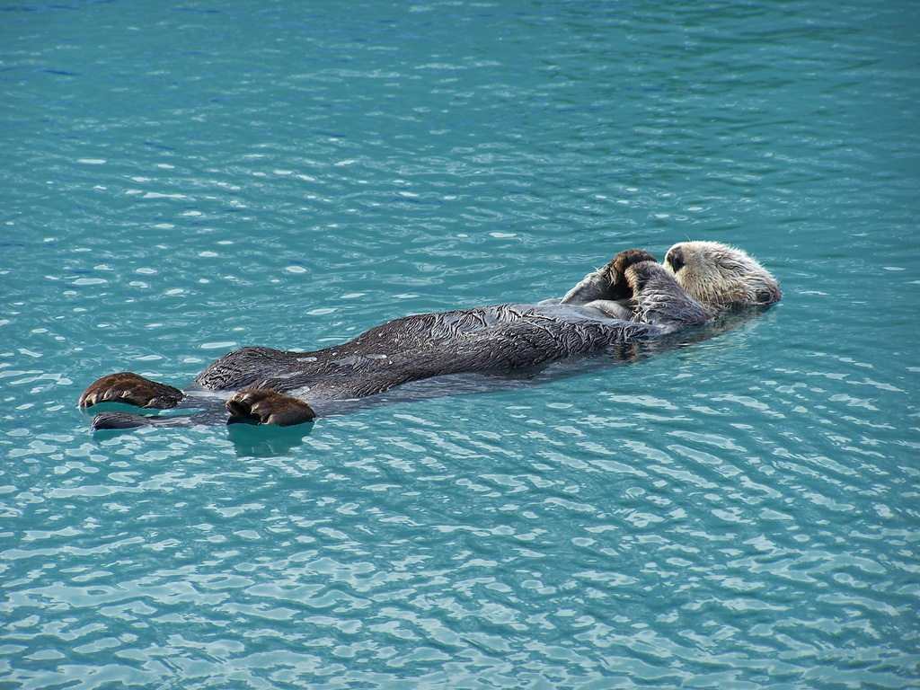 Snoozing sea otter in Kenai Fjords National Park in Alaska. (Courtesy flickr/National Park Service)