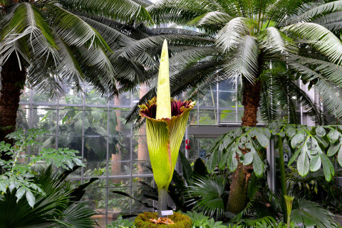 Get a whiff of this: Corpse flower blooms at Botanic Garden