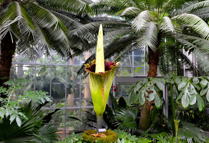 Get a whiff of this: Corpse flower blooms at Botanic