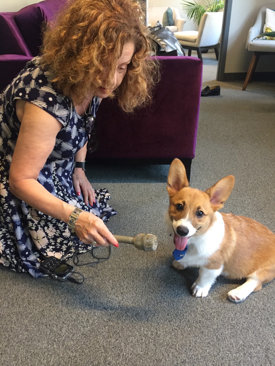 WTOP's Paula Wolfson interviews Yogi, a  4-month-old Corgi who brings calmness and joy to patients at a local psychotherapy practice. (Courtesy Gregory Jones)  